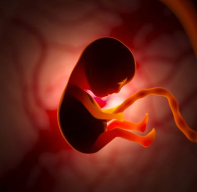 The development of a human embryo inside the womb during pregnancy. Little baby 3d illustration